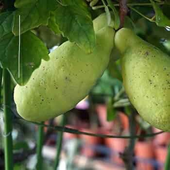 三つ葉あ Amazon.co.jp: あけび 【三つ葉アケビ】 5号ポット苗 : DIY・工具